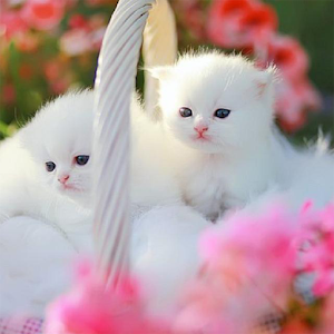 Puzzle - kittens Hacks and cheats
