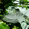 Russian Tent Spider Web
