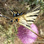 Scarce Swallowtail / Prugasto jedarce