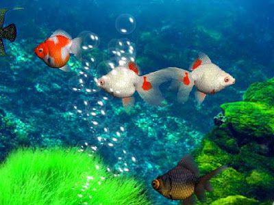 √ダウンロード 水族館画像 壁紙 929521-水族館画像 壁紙