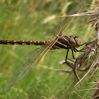 Blue-spotted Hawker