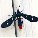 Polka dotted wasp moth (from oleander caterpillar)