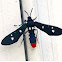 Polka dotted wasp moth (from oleander caterpillar)