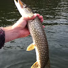 Northern Pike/Jackfish