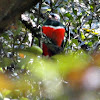 Montain trogon, Trogon mexicano