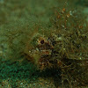 Ambon Scorpoinfish