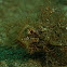Ambon Scorpoinfish