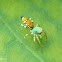 Cosmophasis Spider