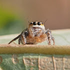 Jumping Spider