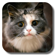 Baby Cat live wallpaper 1.0 Icon