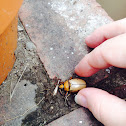 Grapevine Beetle also June bug
