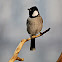 White-eared Bulbul