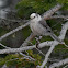 Gray Jay