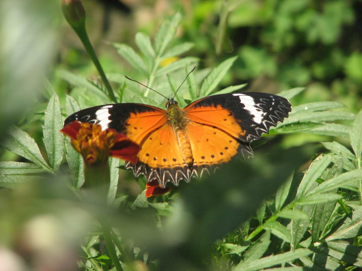 Leopard Lacewing
