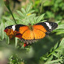 Leopard Lacewing