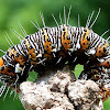 Eight-spotted Forester Moth caterpillar