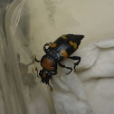 American Burying Beetle