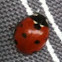 Seven spot ladybird/bug