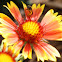 Gallardia Mexican blanket flower