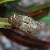 Cicada exoskeleton