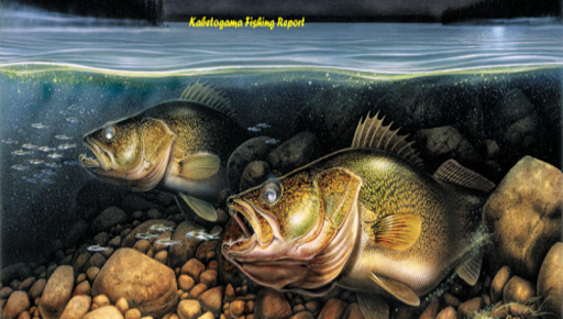 Lake Kabetogama Fishing Report