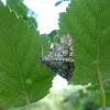 Brown China Mark Moth