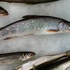 Small Trout and Smelts