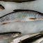 Small Trout and Smelts