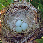 American goldfinch (nest & eggs)