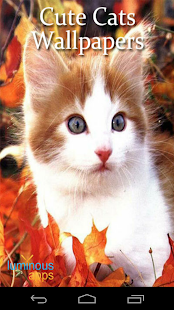 Cute Cats Live Wallpapers(圖1)-速報App
