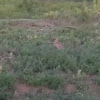 Desert Cottontail Rabbits