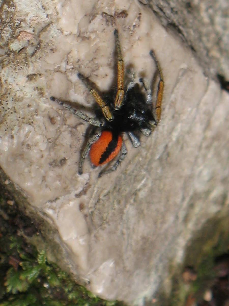 Surfing spider