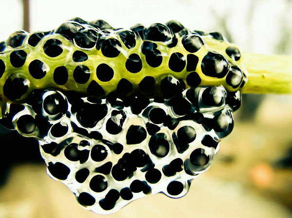 Frog Eggs | Project Noah