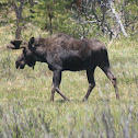 Moose (North America) or Eurasian elk (Europe)
