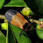 Netwing beetle