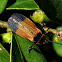 Netwing beetle