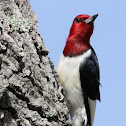 Red-headed woodpecker