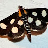 White-spotted Sable Moth