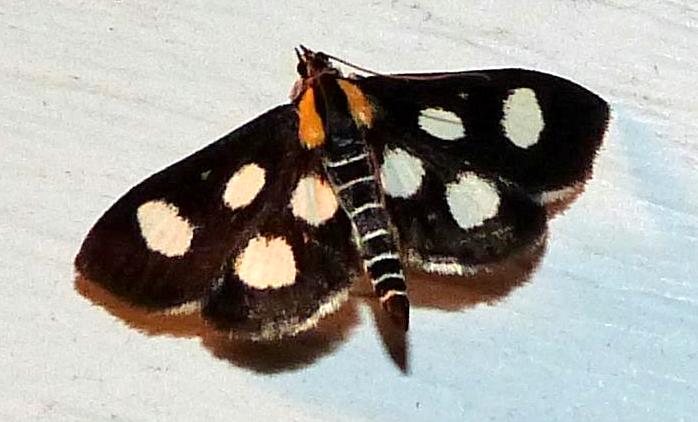 White-spotted Sable Moth