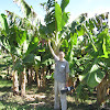 banana trees