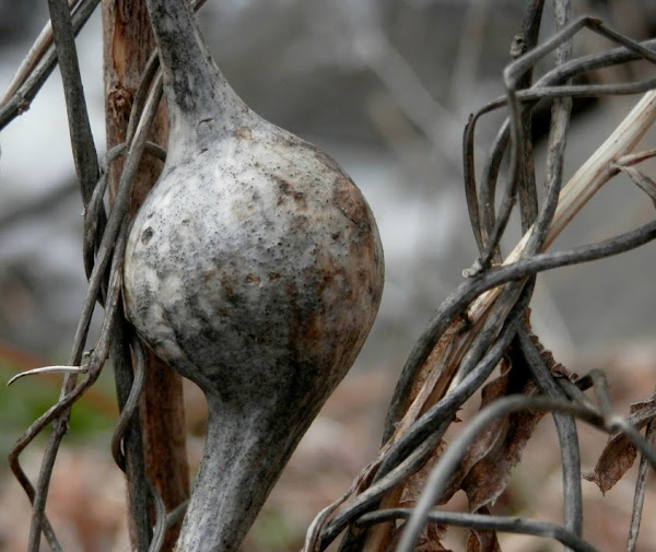 Goldenrod gall Project Noah
