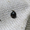 Black mealybug predator