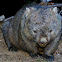 Common wombat