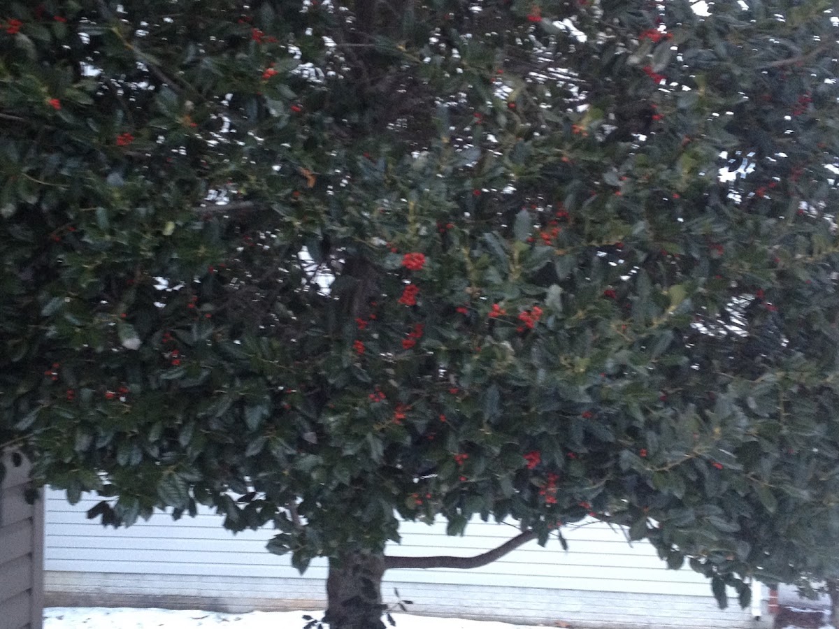 American Holly Tree