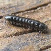 Skin beetle larva