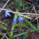 Siberian squill