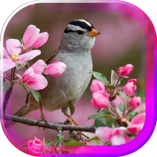 Birds Spring live wallpaper 個人化 App LOGO-APP開箱王