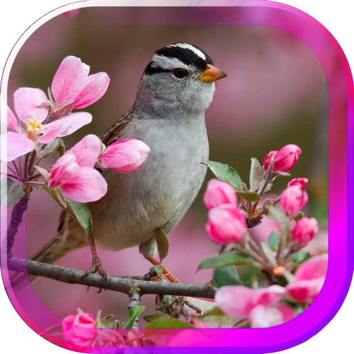 Birds Spring live wallpaper LOGO-APP點子