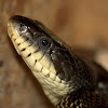 Gray Rat Snake