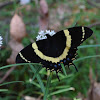 Magnificent Swallowtail